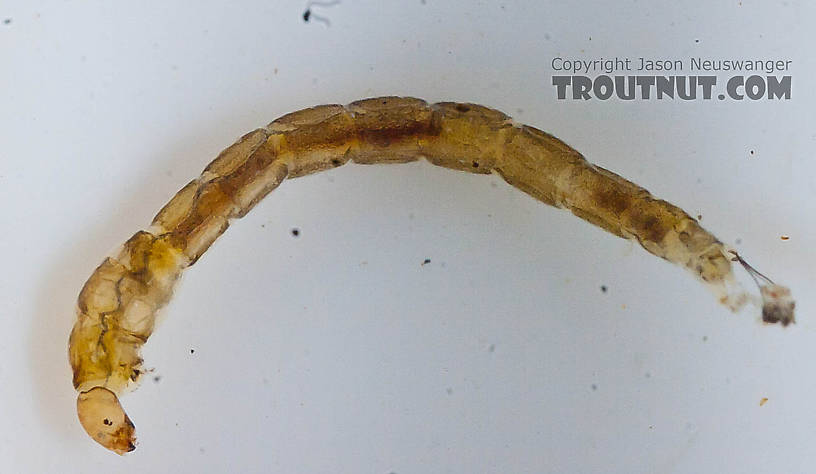 Chironomidae (Midges) Midge Larva from the Chena River in Alaska