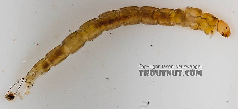 Chironomidae (Midges) Midge Larva from the Chena River in Alaska