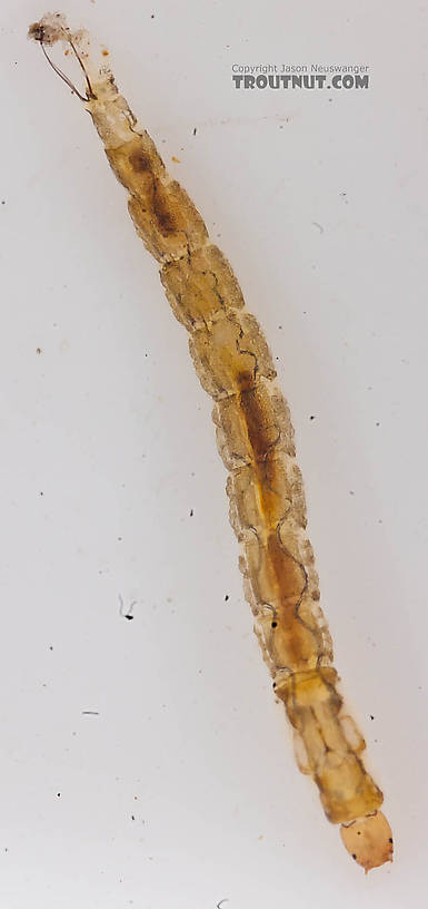 Chironomidae (Midges) Midge Larva from the Chena River in Alaska