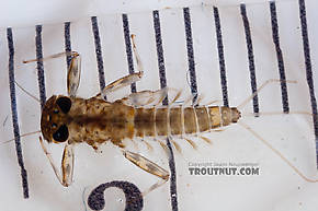 Cinygmula (Dark Red Quills) Mayfly Nymph