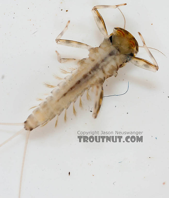 Cinygmula (Dark Red Quills) Mayfly Nymph from the Chena River in Alaska