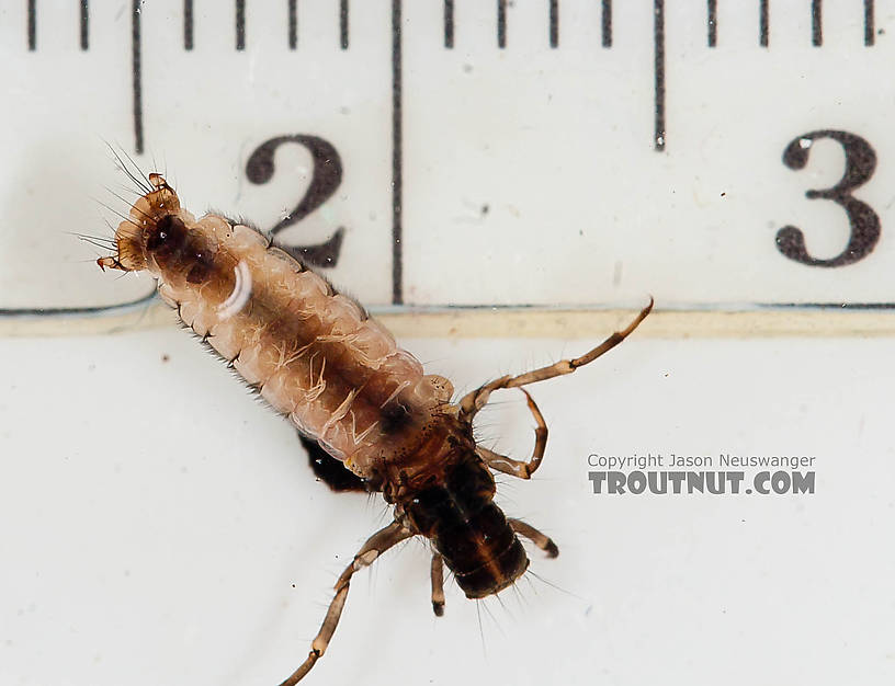 Onocosmoecus (Great Late-Summer Sedges) Caddisfly Larva from the Chena River in Alaska