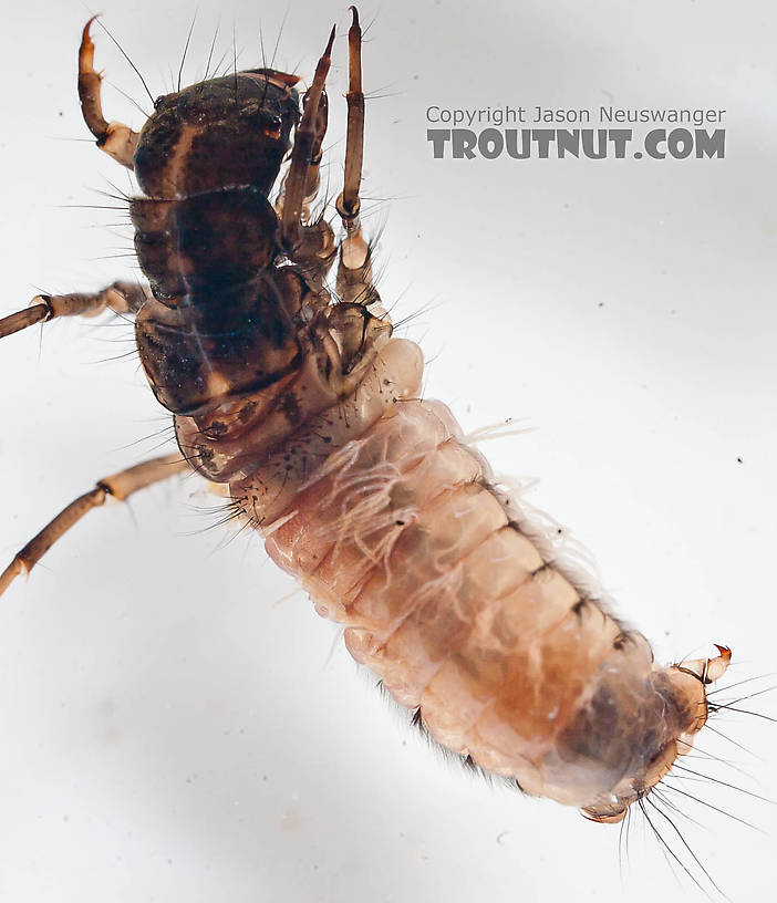 Onocosmoecus (Great Late-Summer Sedges) Caddisfly Larva from the Chena River in Alaska