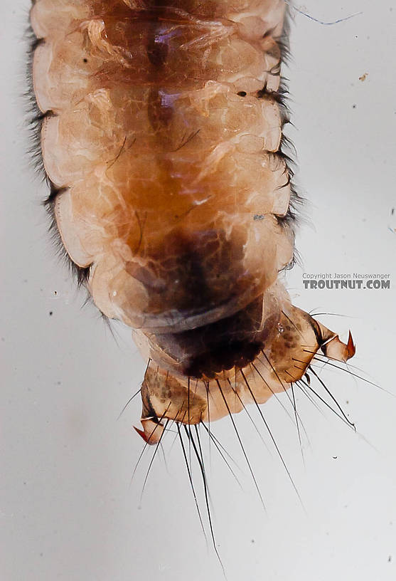 Onocosmoecus (Great Late-Summer Sedges) Caddisfly Larva from the Chena River in Alaska