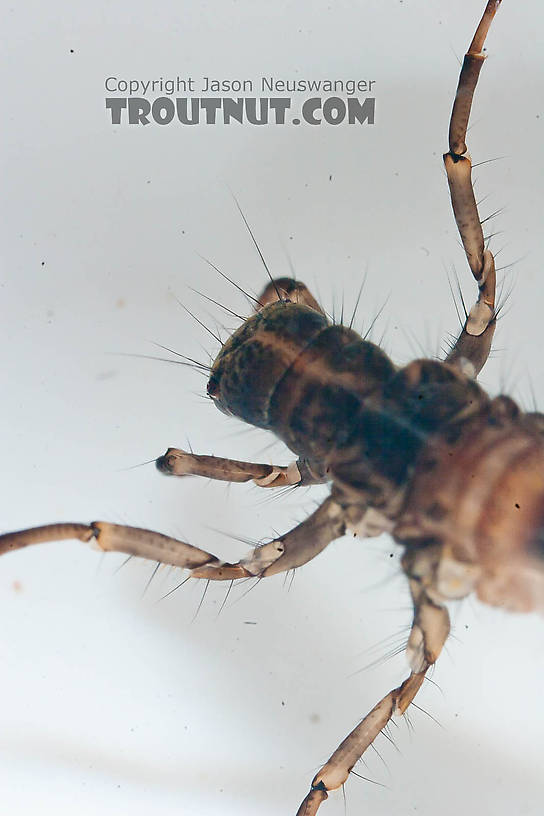 Onocosmoecus (Great Late-Summer Sedges) Caddisfly Larva from the Chena River in Alaska