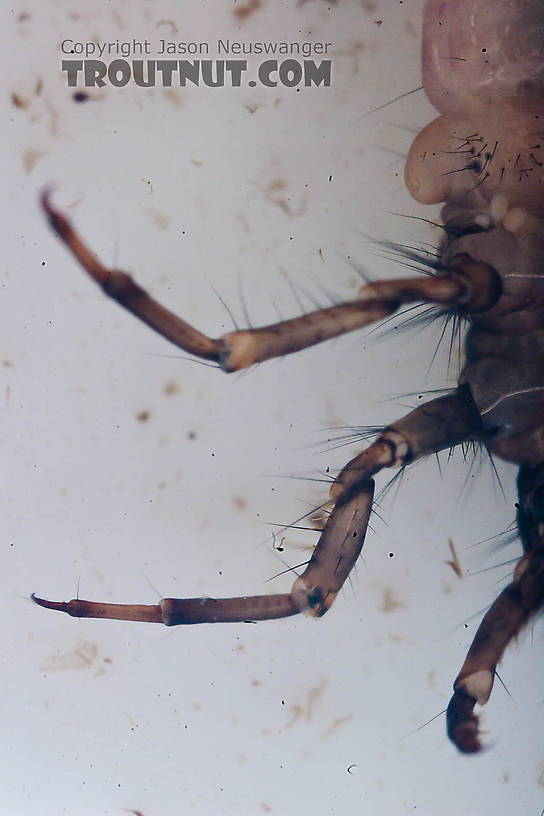 Onocosmoecus (Great Late-Summer Sedges) Caddisfly Larva from the Chena River in Alaska