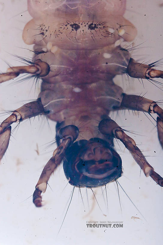 Onocosmoecus (Great Late-Summer Sedges) Caddisfly Larva from the Chena River in Alaska