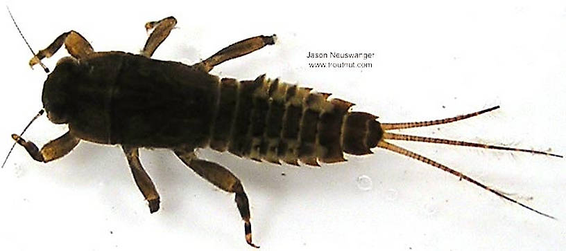 Ephemerella subvaria (Hendrickson) Mayfly Nymph from unknown in Wisconsin