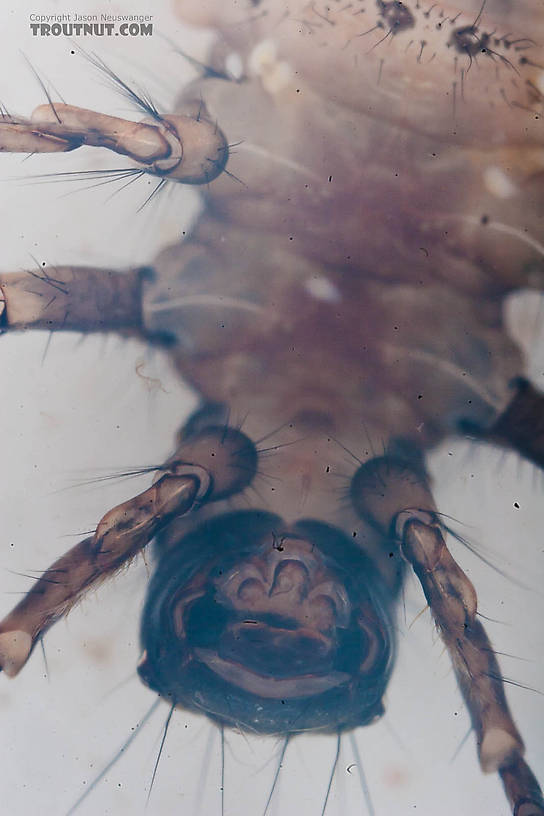 Onocosmoecus (Great Late-Summer Sedges) Caddisfly Larva from the Chena River in Alaska