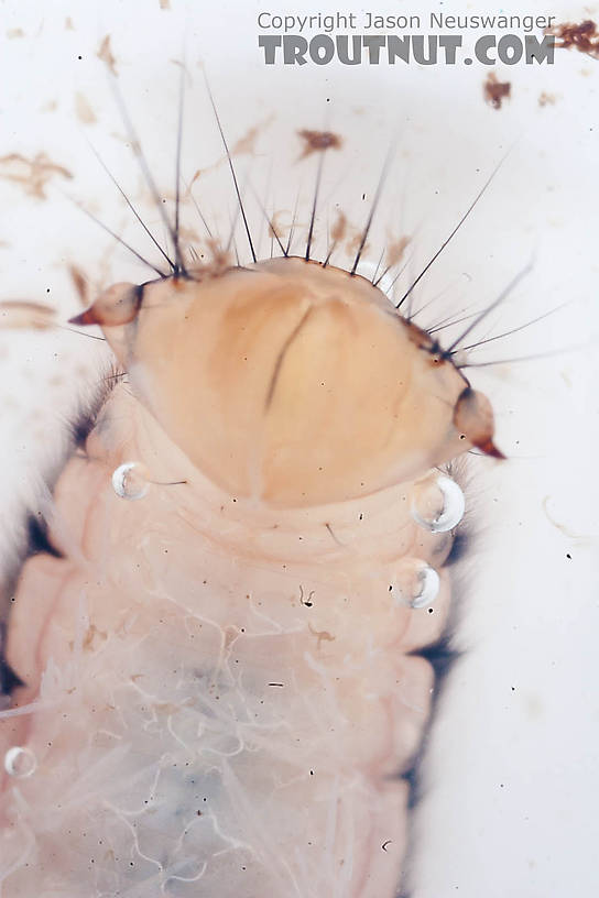 Onocosmoecus (Great Late-Summer Sedges) Caddisfly Larva from the Chena River in Alaska