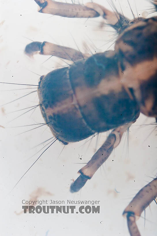 Onocosmoecus (Great Late-Summer Sedges) Caddisfly Larva from the Chena River in Alaska