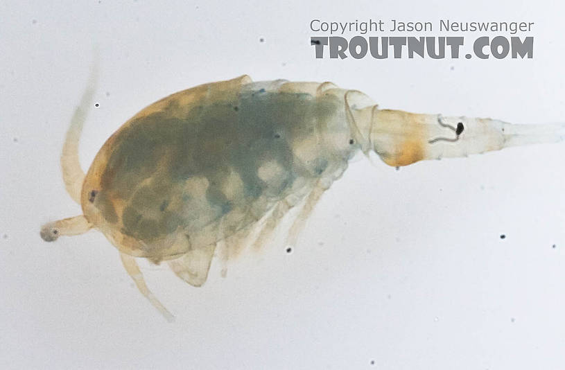 Copepoda (Copepods) Copepod Adult from the Chena River in Alaska