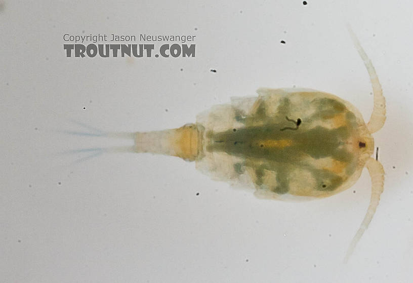 Copepoda (Copepods) Copepod Adult from the Chena River in Alaska