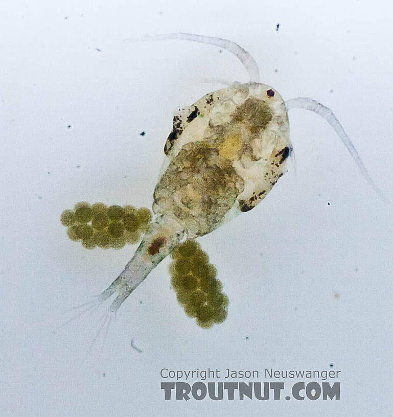 Female Copepoda (Copepods) Copepod Adult from the Chena River in Alaska