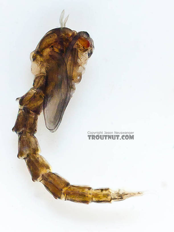 Culicidae (Mosquitoes) Mosquito Pupa from the Chena River in Alaska