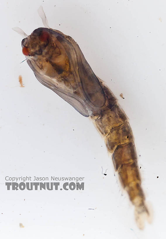 Culicidae (Mosquitoes) Mosquito Pupa from the Chena River in Alaska