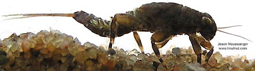 Ephemerella subvaria (Hendrickson) Mayfly Nymph from unknown in Wisconsin