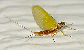 Female Cinygmula reticulata (Western Ginger Quill) Mayfly Dun