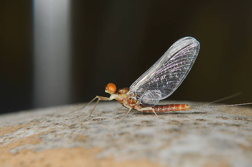 Male Ephemerella dorothea infrequens (Pale Morning Dun) Mayfly Spinner from the Touchet River in Washington