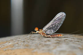 Male Ephemerella dorothea infrequens (Pale Morning Dun) Mayfly Spinner