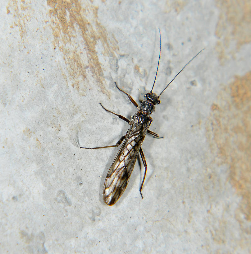 Female Zapada cinctipes (Tiny Winter Black) Stonefly Adult from the Touchet River in Washington