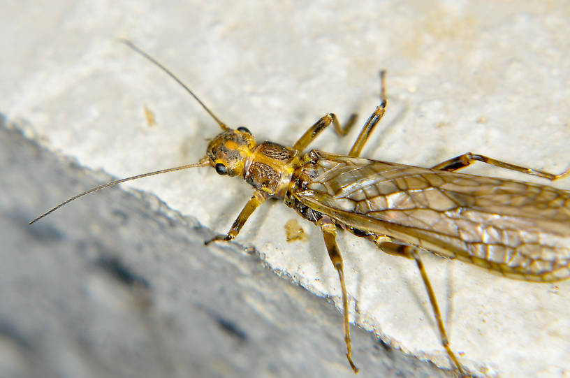 Megarcys subtruncata (Springfly) Stonefly Adult from the Touchet River in Washington