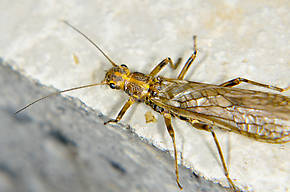 Megarcys subtruncata (Springfly) Stonefly Adult