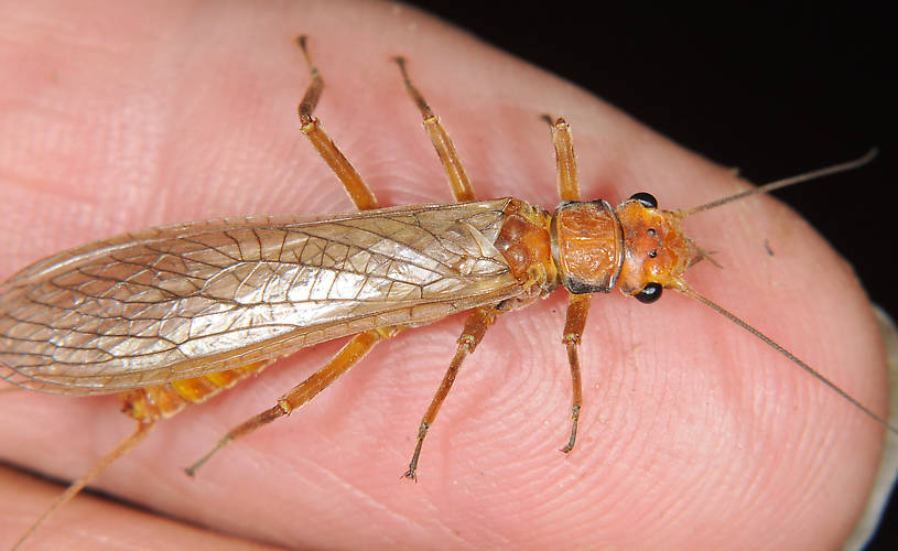 Female Hesperoperla pacifica (Golden Stone) Stonefly Adult from the Grande Rhonde River in Washington