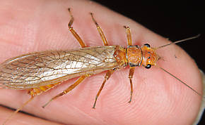 Female Hesperoperla pacifica (Golden Stone) Stonefly Adult