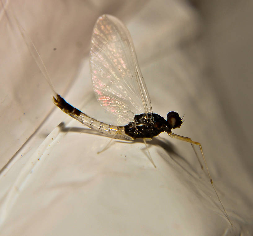 Male Paraleptophlebia (Blue Quills and Mahogany Duns) Mayfly Spinner from the Touchet River in Washington