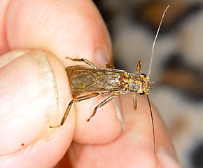 Female Calineuria californica (Golden Stone) Stonefly Adult