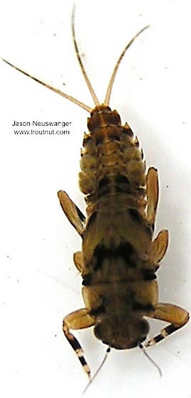 Ephemerella (Hendricksons, Sulphurs, PMDs) Mayfly Nymph from unknown in Wisconsin