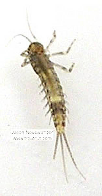 Baetidae (Blue-Winged Olives) Mayfly Nymph from unknown in Wisconsin