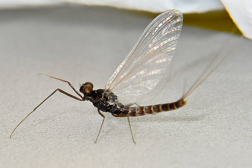 Male Neoleptophlebia heteronea (Blue Quill) Mayfly Spinner from the Touchet River in Washington