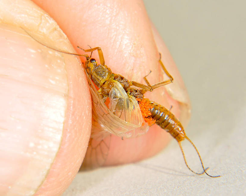 Male Isoperla fulva (Yellow Sally) Stonefly Adult from the Touchet River in Washington