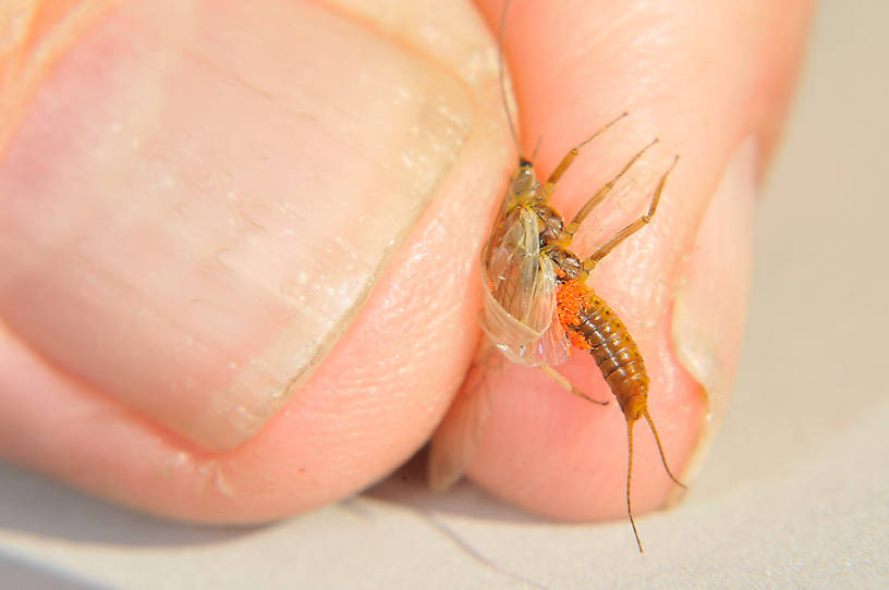 Male Isoperla fulva (Yellow Sally) Stonefly Adult from the Touchet River in Washington