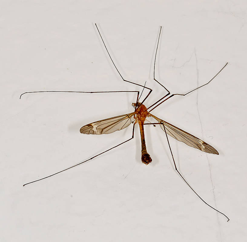 Tipulidae (Crane Flies) Crane Fly Adult from the Touchet River in Washington