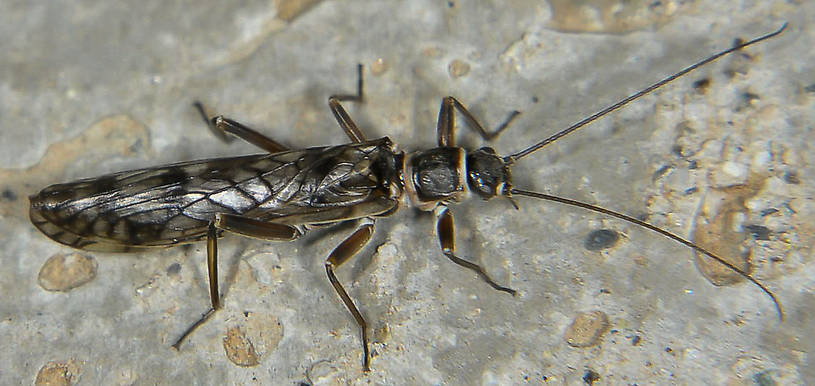 Male Doddsia occidentalis (Willowfly) Stonefly Adult from the Touchet River in Washington