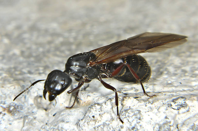 Formicidae (Ants) Ant Adult from the Touchet River in Washington