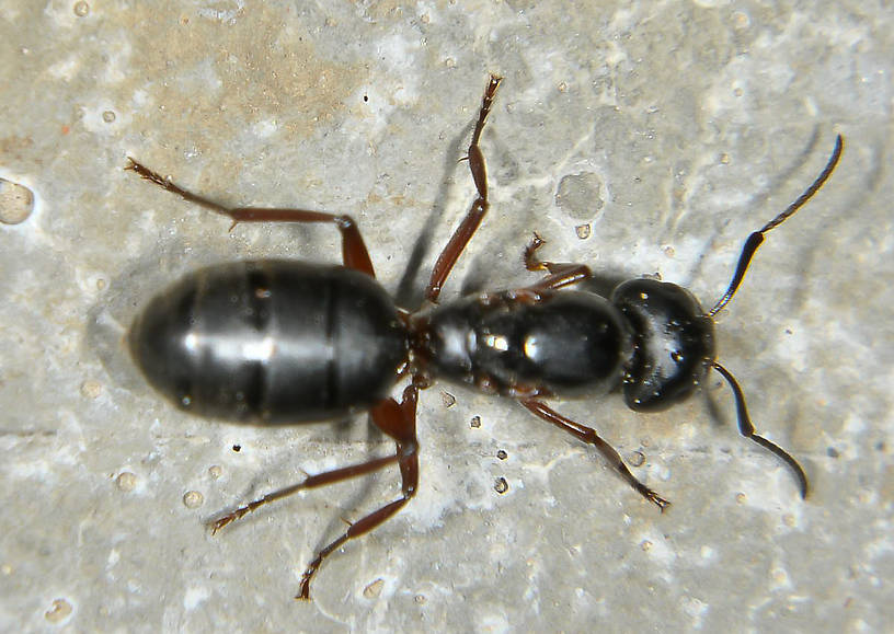 Formicidae (Ants) Ant Adult from the Touchet River in Washington