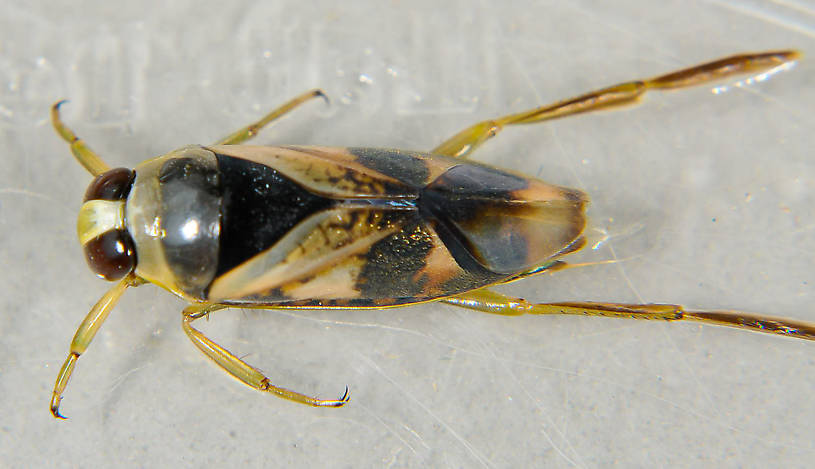 Notonectidae (Backswimmers) Backswimmer Adult from the Touchet River in Washington