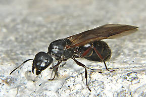 Formicidae (Ants) Insect Adult