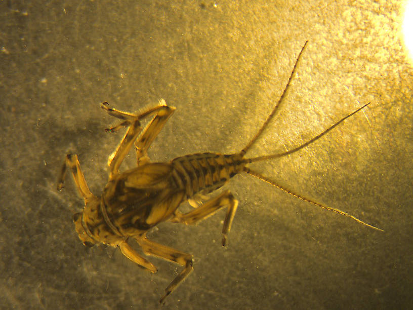 Drunella pelosa Mayfly Larva from Bowman Creek in Montana