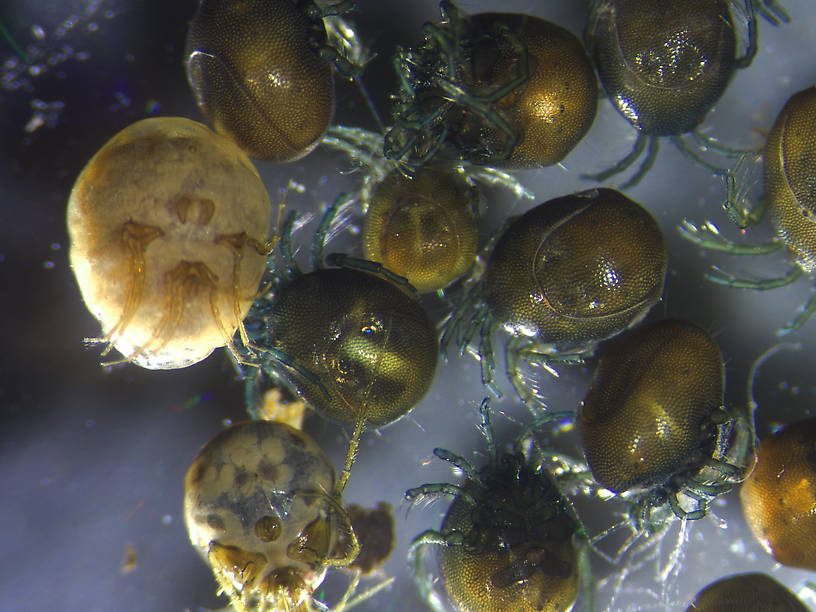 Arachnida (Mites and Spiders) Arthropod Adult from Various wetlands in Montana