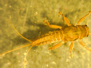 Caudatella edmundsi  Mayfly Nymph