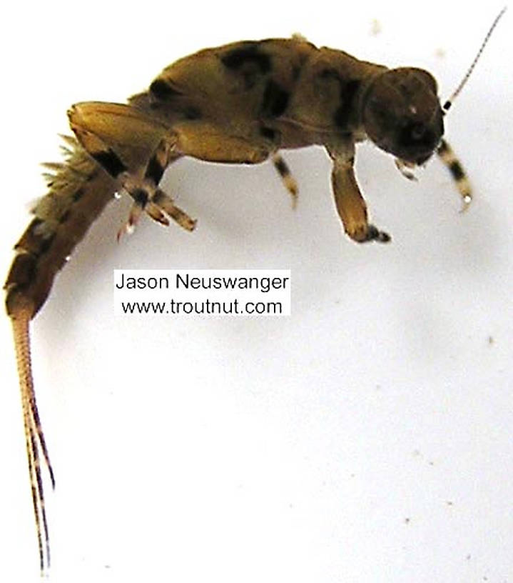 Ephemerella (Hendricksons, Sulphurs, PMDs) Mayfly Nymph from unknown in Wisconsin