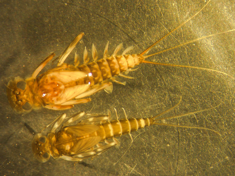 Ecdyonurus criddlei (Little Slate-Winged Dun) Mayfly Nymph from Kintla Lake in Montana