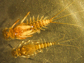 Ecdyonurus criddlei (Little Slate-Winged Dun) Mayfly Nymph