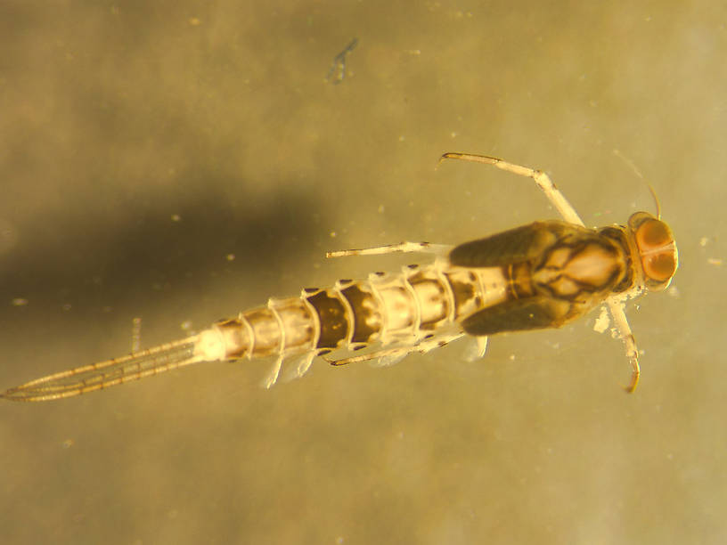 Anafroptilum conturbatum (Tiny Sulphur Dun) Mayfly Nymph from Bowman Lake in Montana