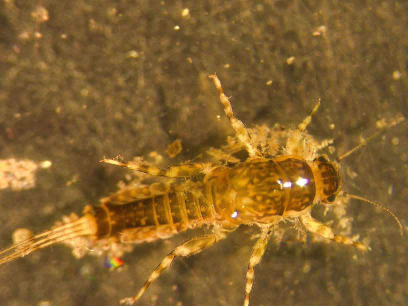 Ephemerella (Hendricksons, Sulphurs, PMDs) Mayfly Nymph from Rock Creek in Montana